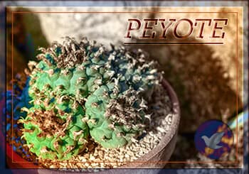 How to Identify Peyote