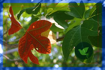 Effects of Sassafras