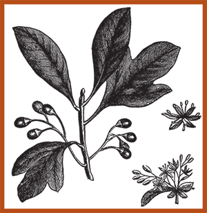sassafras