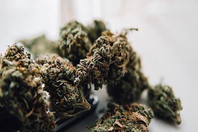 strains of marijuana for sale. Medical marijuana and the legalization of marijuana in the world. Shallow focus effect